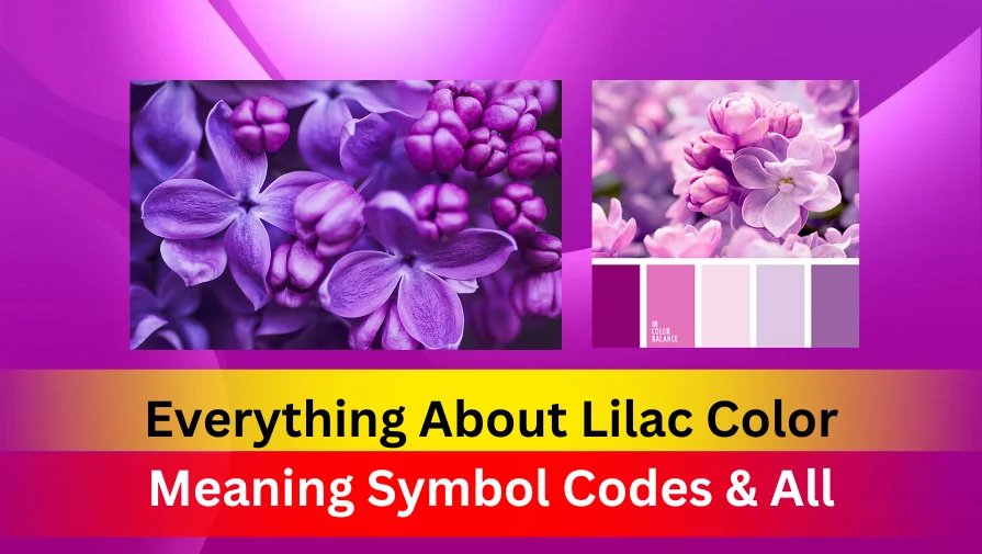 Everything About Lilac Color Meaning Symbol Codes & All