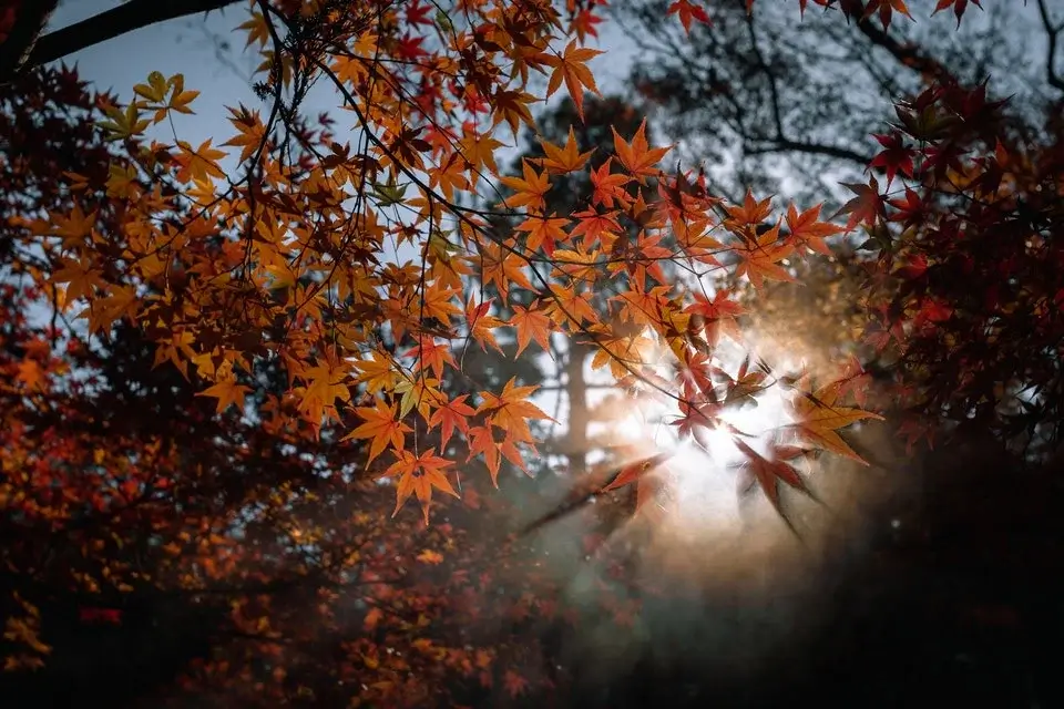 Color Up Close, Autumn in Camera, Autumn Photography Tips