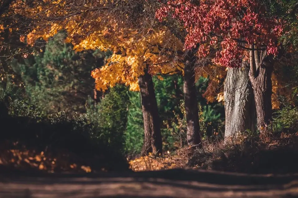 Portraits of Autumn