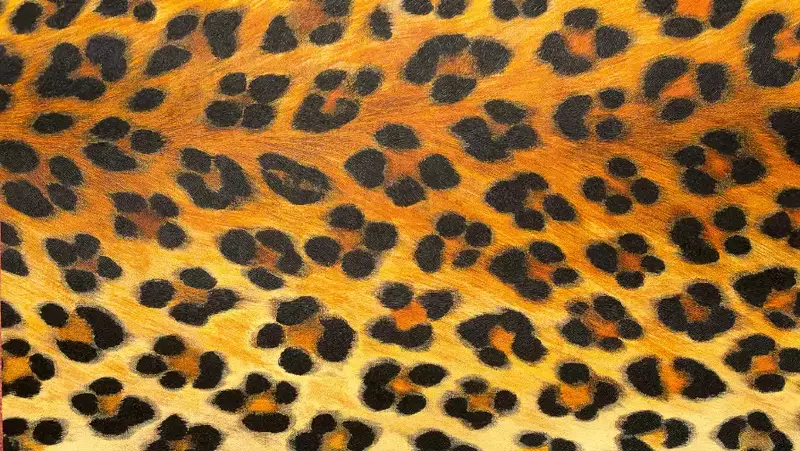 animal textures background images, animal textures sample