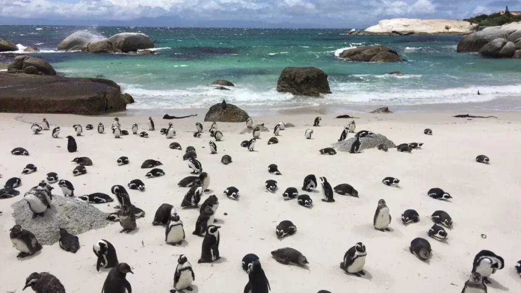 Boulders Beach Cape Town, South Africa