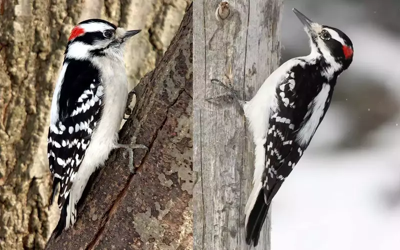 downy vs hairy woodpecker