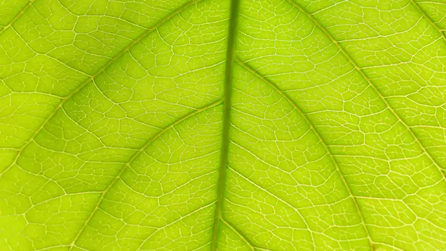 green leaf texture background