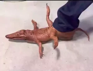 crocodile inspired fashion shoe design