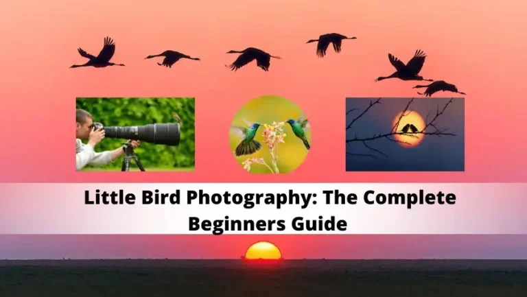 little bird photography tips and tricks
