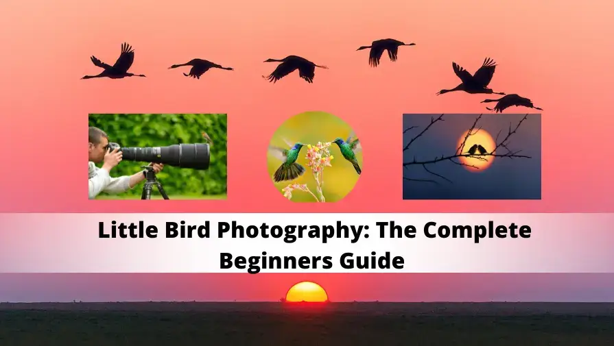 little bird photography tips and tricks