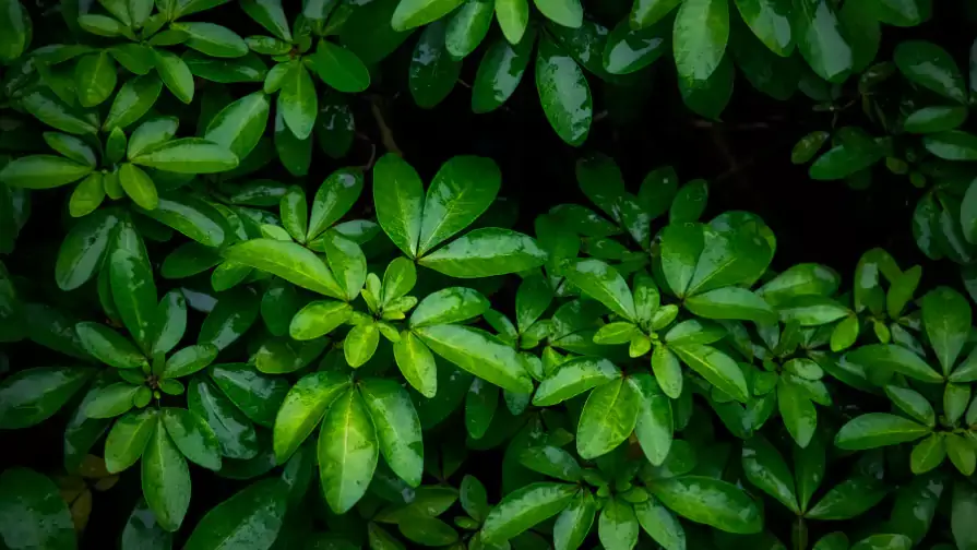 Natural green background, Natural textures sample