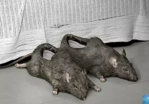 rat shaped scary ugly shoe