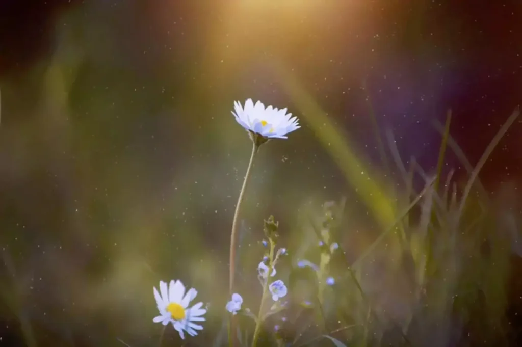 targeting the subject for aperture