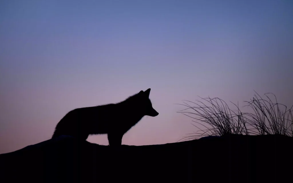 when to photograph foxes