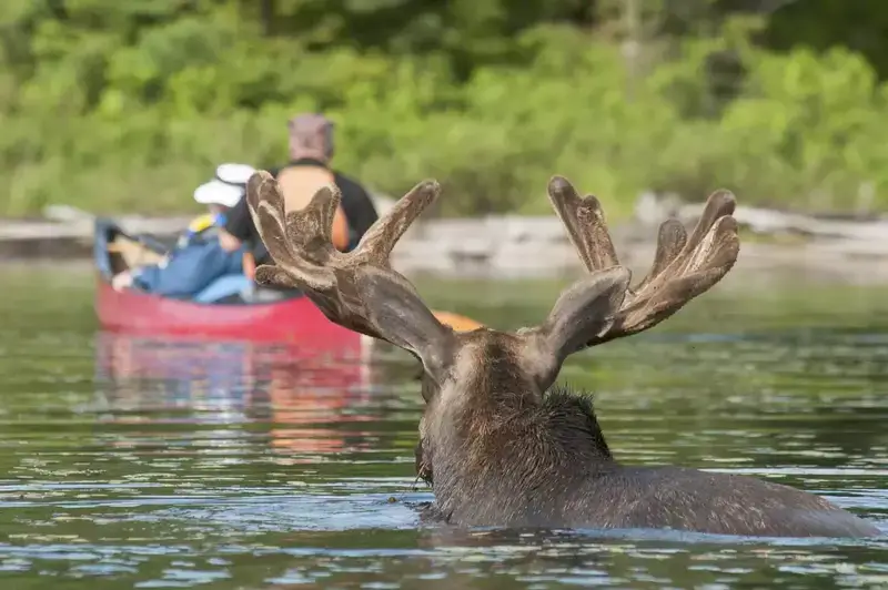 wildlife photography by kayaking