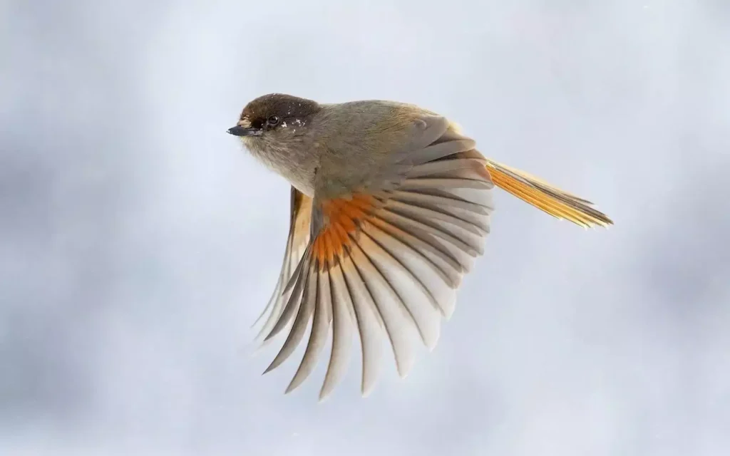 a flying bird