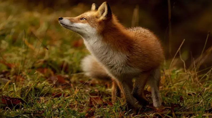 fox photography