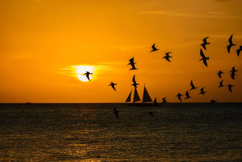 sunset birds' photography